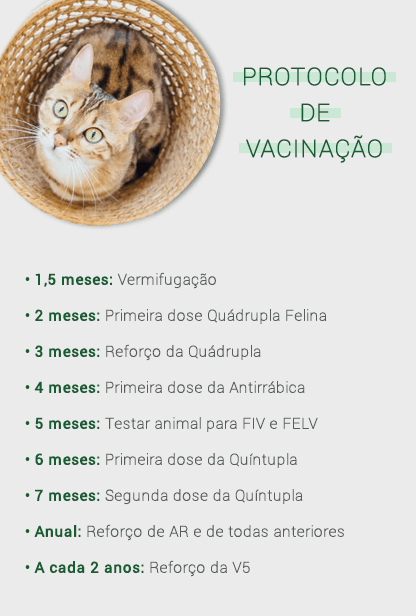 Como educar o seu gato adulto