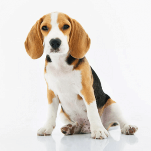 Pneumologista Canino