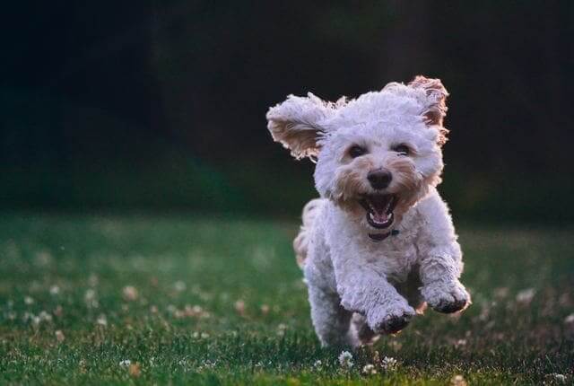 Importância da Castração de Cachorro Para Ter um Pet Saudável