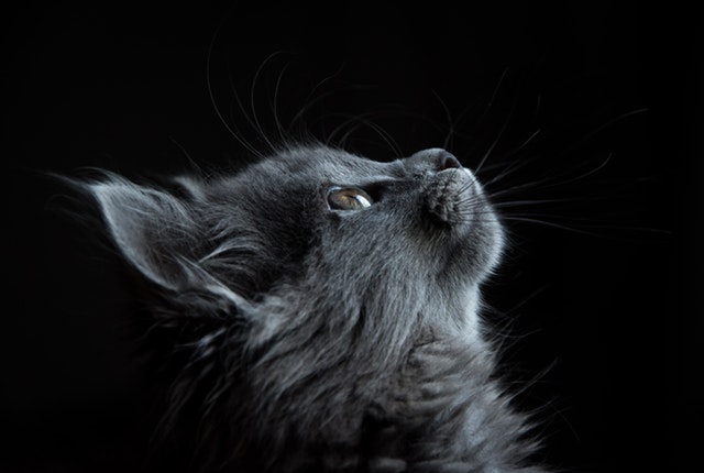 foto de gato soltando muito pelo em fundo preto