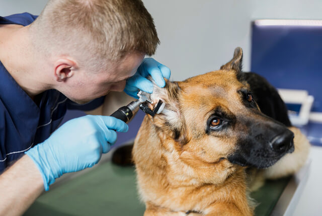 foto de veterinário examinando otite externa em cão