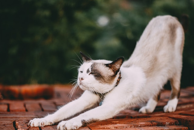 Foto de felino se espreguiçando, representando a questão de por que gatos afofam
