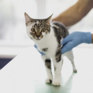 gato passando por exame de nefrologia