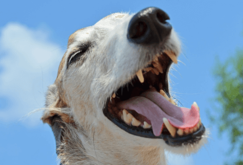 Doença periodontal em pets