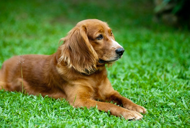 Principais raças de cachorros de porte médio e suas características