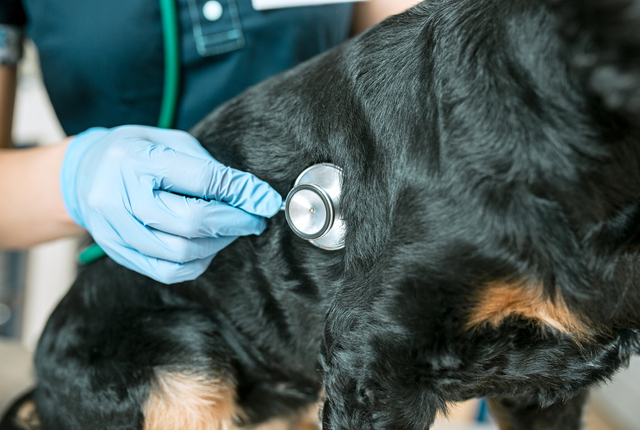 cão sendo examinado para identificar hiperadrenocorticismo em cães
