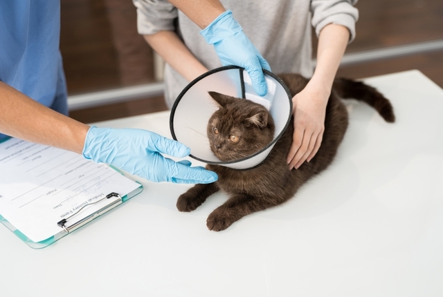 gato com esporotricose felina em veterinário