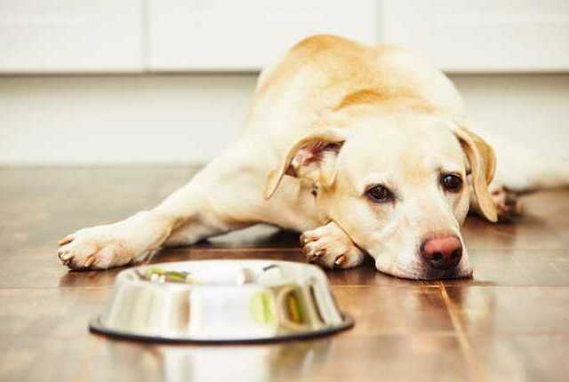 cão olhando para pote de ração representando o que fazer quando o cachorro não quer comer
