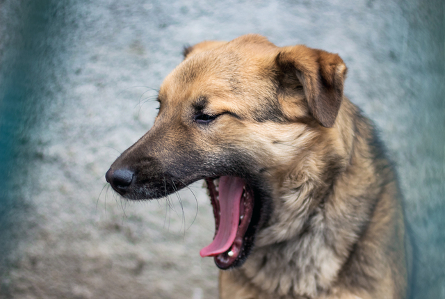 foto de cachorro com a boca aberta representando o que fazer com o cachorro vomitando