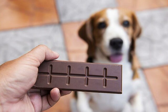 foto de homem segurando barra representando se cachorro pode comer chocolate