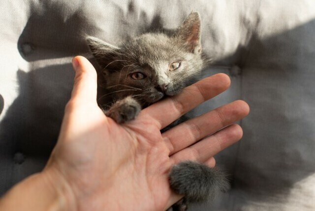 felino mordiscando mão de homem representando como fazer o gato parar de morder