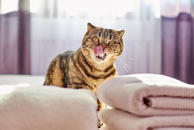 foto de gato lambendo representando gato babando