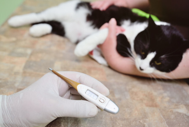 foto de gato com febre e medidor de temperatura