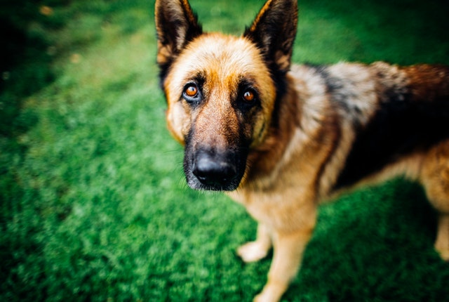 Dogue alemão: conheça tudo sobre a raça