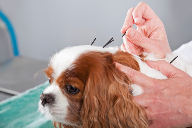 acupuntura para cachorro