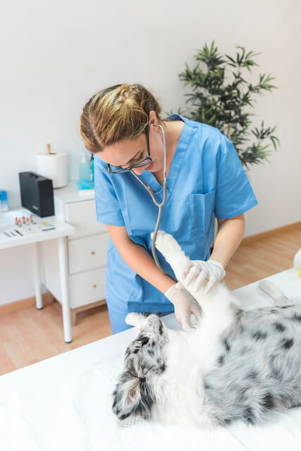 dermatologista veterinário em consulta