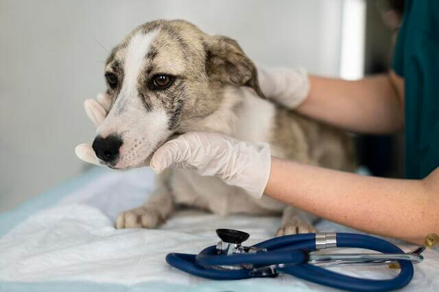 dermatologista veterinário