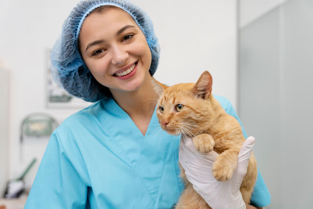 Cirurgiã veterinária de Gato