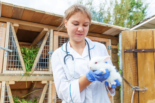 veterinário de animais silvestres