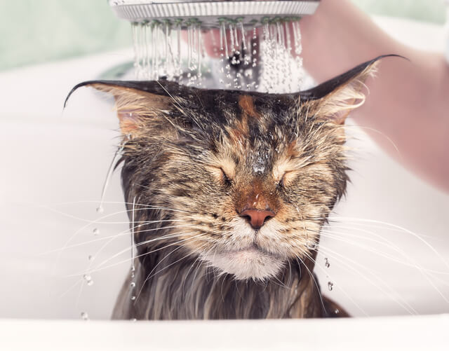 gato-tem-medo-de-agua
