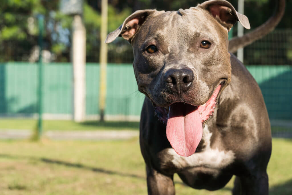 cachorro-pitbull