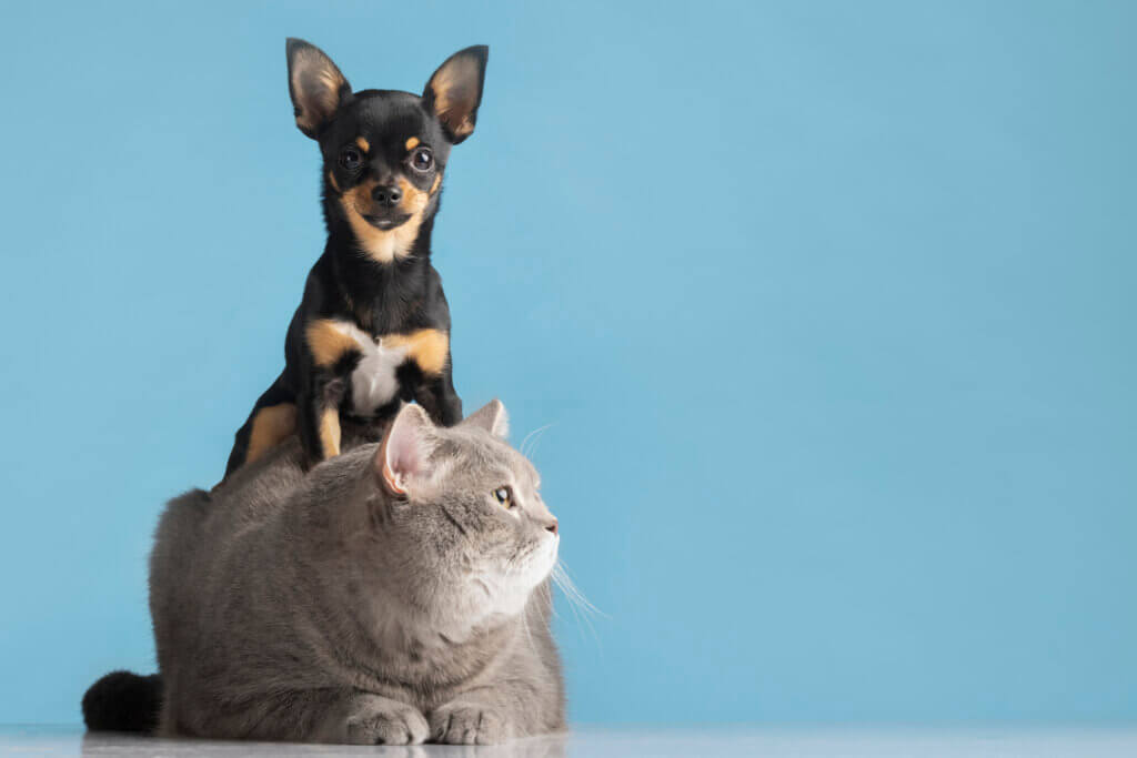 alergia-alimentar-em-animais-de-estimacao
