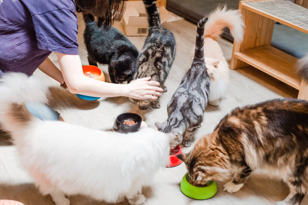 tratamentos e sintomas da alergia alimentar em pets