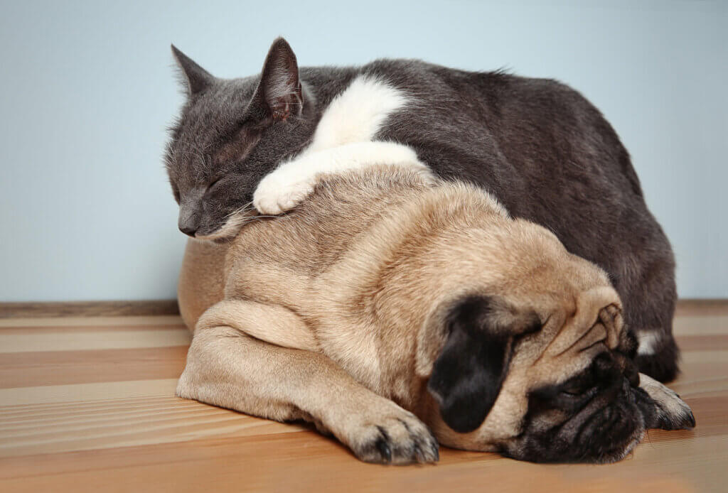 Gato e cachorro juntos deitados demonstrando sinais de ansiedade e estresse.