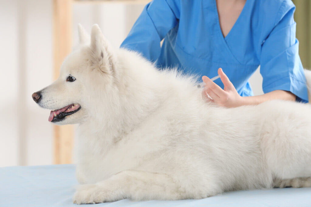 Cachorro branco em consulta de check-up veterinário na clínica, deitado na maca enquanto o veterinário examina.