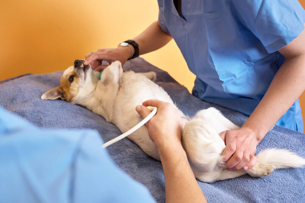 Cão em tratamento veterinário para displasia coxofemoral