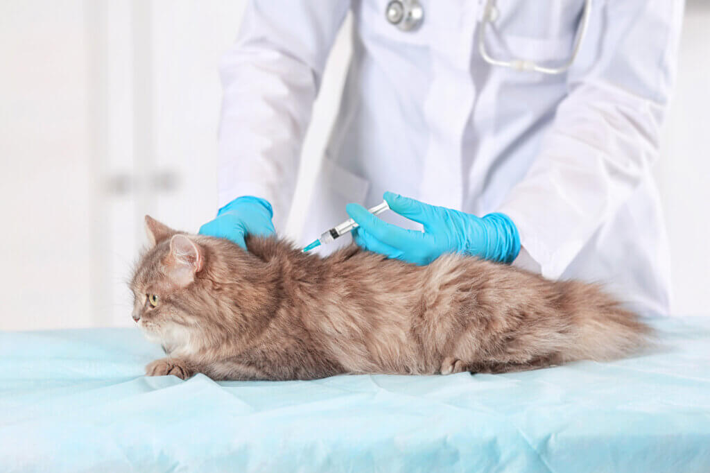 Veterinário aplicando vacina em gato para garantir a saúde e prevenção de doenças