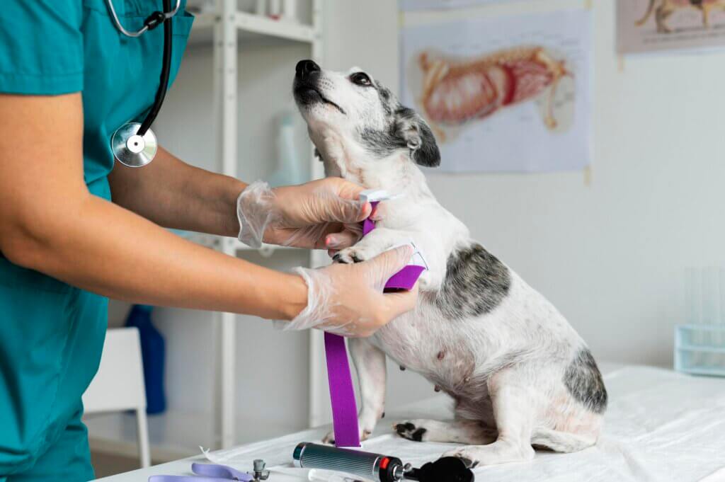 Veterinário preparando cachorro para vacinação anual em clínica veterinária