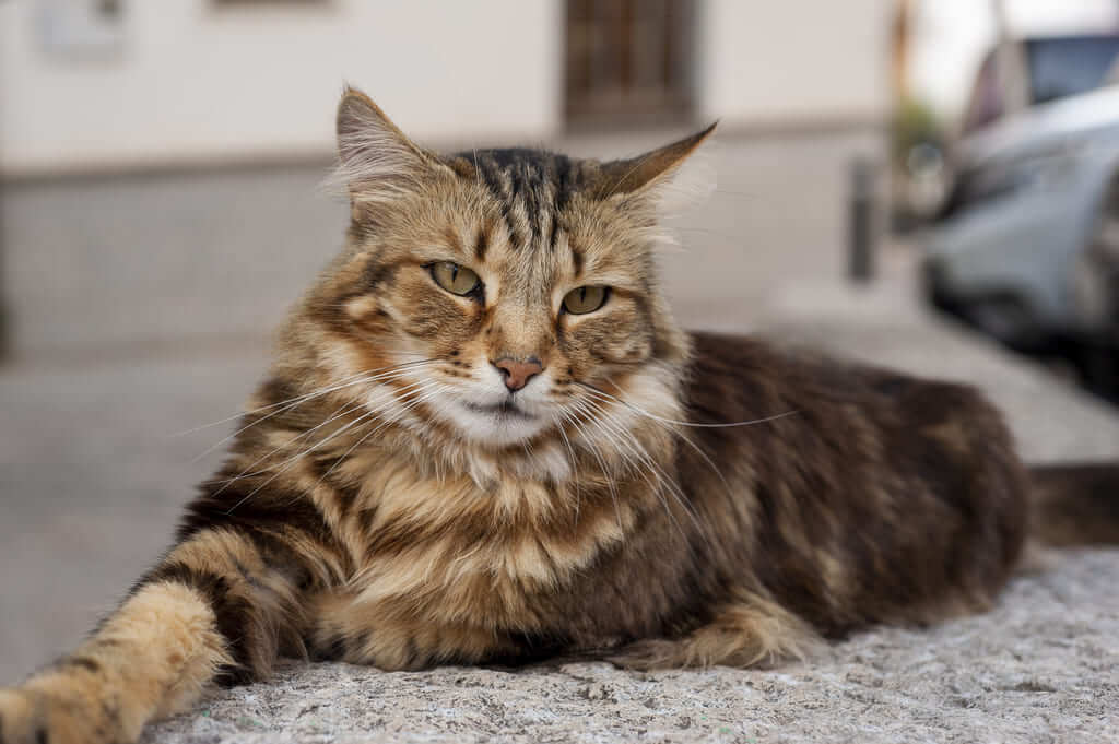 Cuidados essenciais para cuidados com gatos seniores