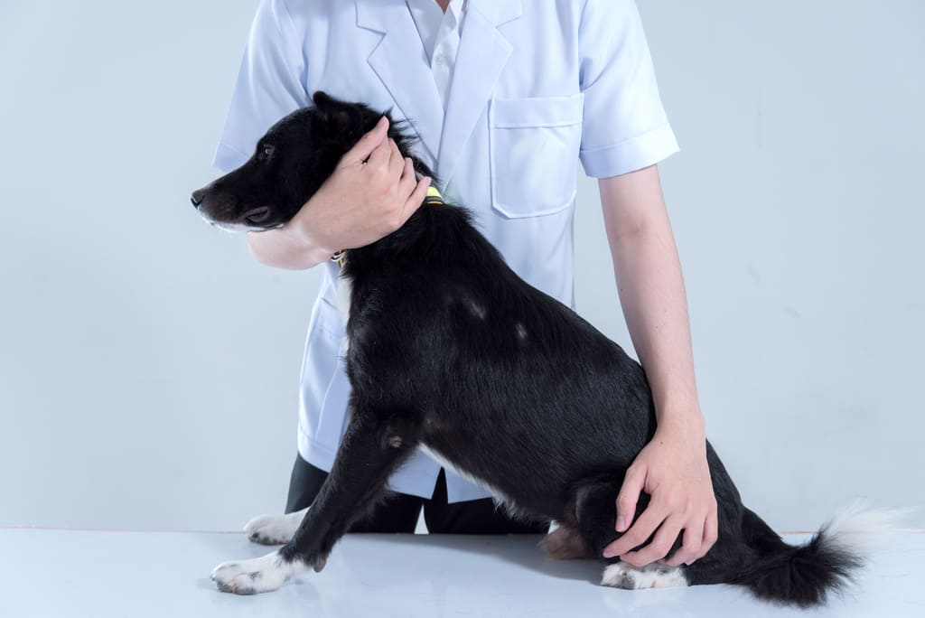 Berneficios da fisioterapia para cães idosos