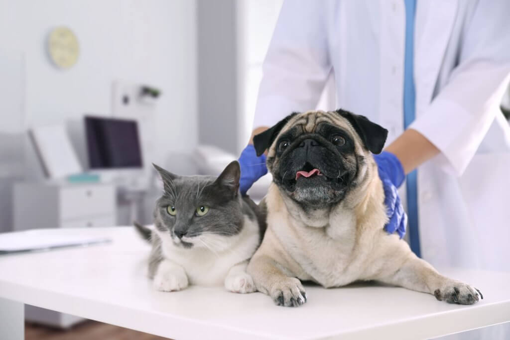 Veterinário realizando exame clínico em cachorro e gato durante consulta para avaliação e exames veterinários de rotina