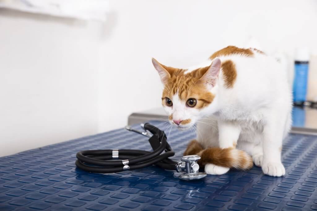 Gato em consulta de check-up veterinário sobre mesa clínica com estetoscópio