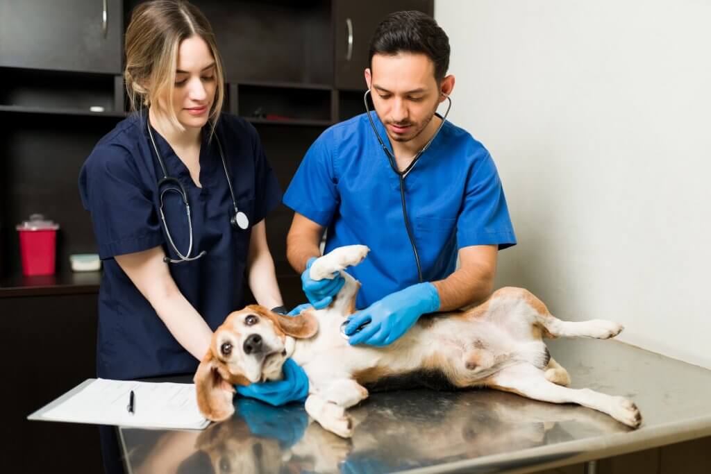 Emergência veterinária com equipe atendendo cão em situação de urgência na clínica