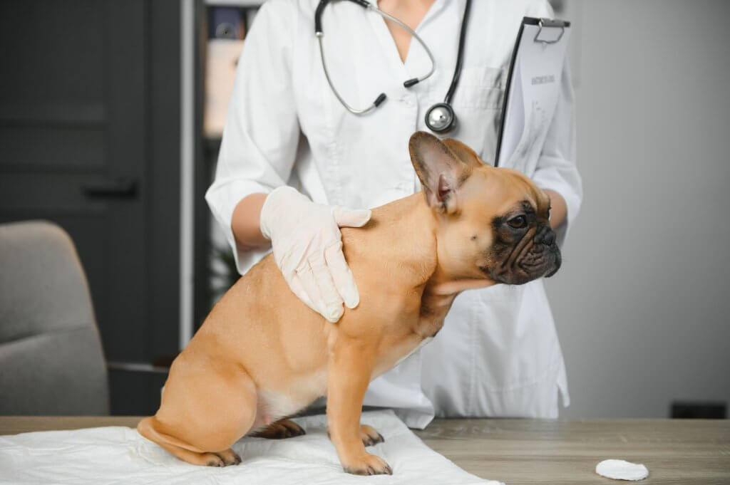 Veterinária examinando cão com possível sinal de dor durante consulta clínica