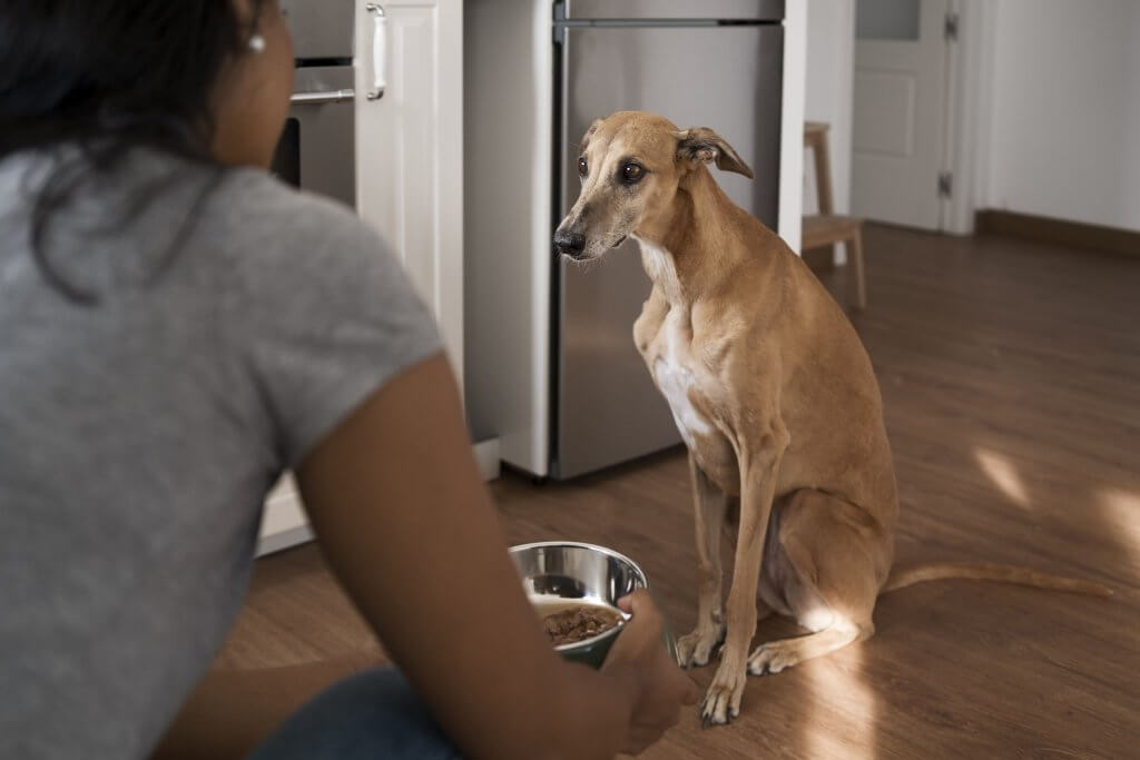 Cachorro recusando comida representando situação de meu pet parou de comer