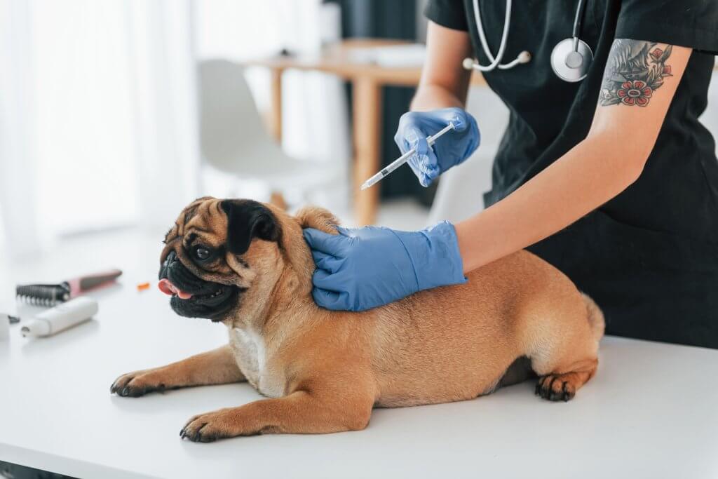 Vacinação de cães e gatos sendo realizada em cachorro durante consulta veterinária