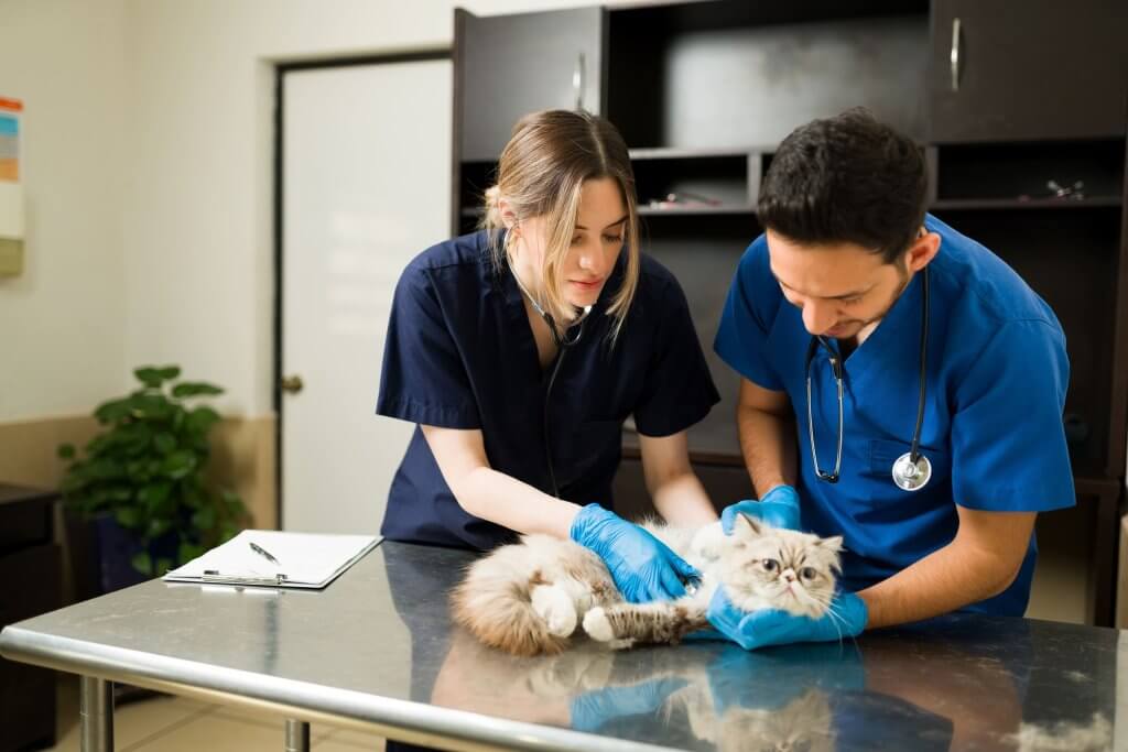 Consulta veterinária preventiva com veterinários examinando um gato em clínica veterinária