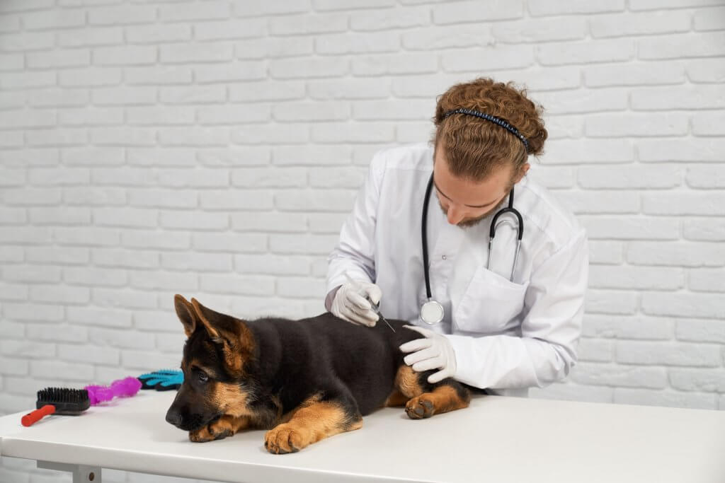 Veterinário examinando cachorro para prevenção de pulgas e carrapatos em cães e gatos